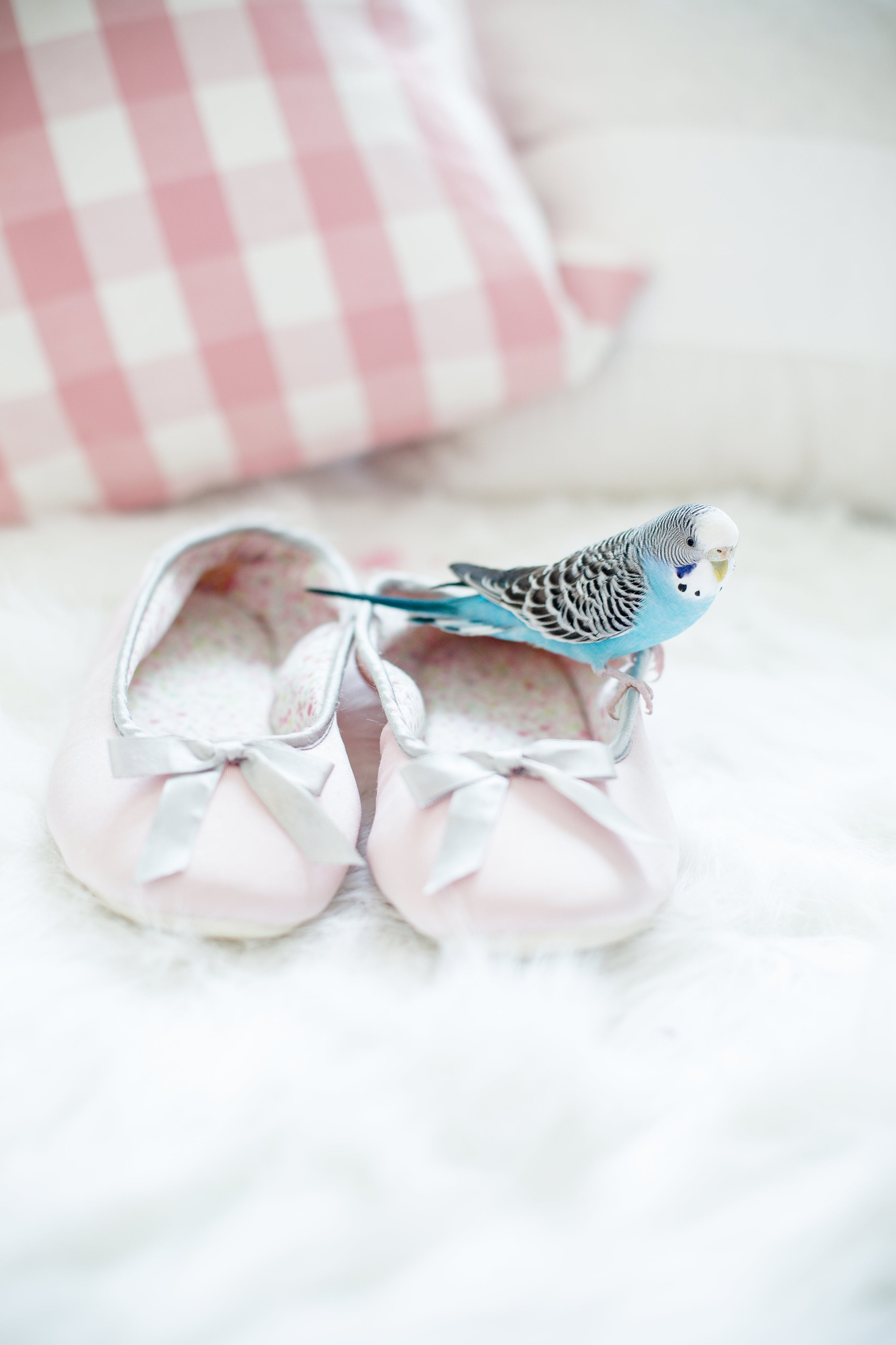 files/a-parakeet-sitting-on-shoes.jpg